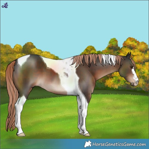 Horse Color:Liver Chestnut Tobiano 