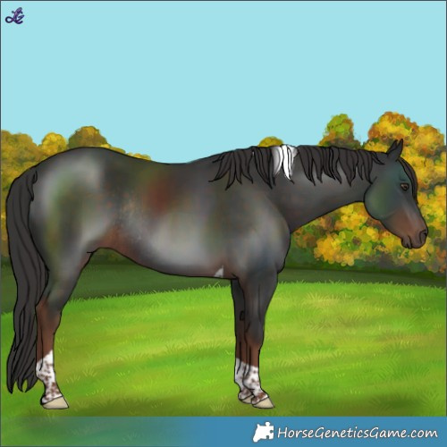 Horse Color:Liver Chestnut Tobiano Rabicano 
