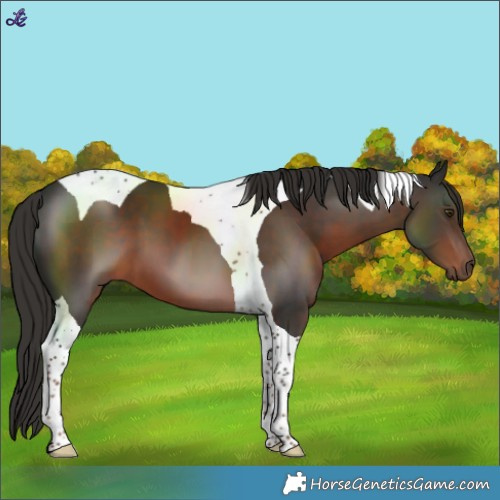 Horse Color:Liver Chestnut Tobiano 