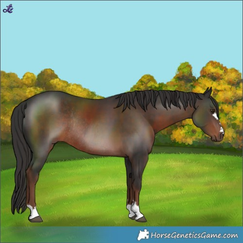 Horse Color:Liver Chestnut Rabicano 