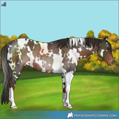 Horse Color:White Spotted Liver Chestnut Varnish Rabicano 