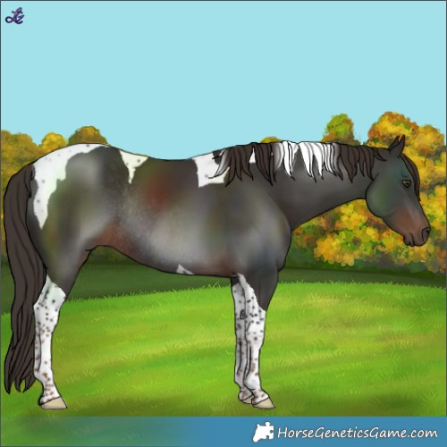 Horse Color:Liver Chestnut Tobiano Rabicano 