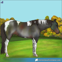 Horse Color:Liver Chestnut Tobiano Rabicano 