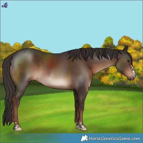Horse Color:Liver Chestnut 