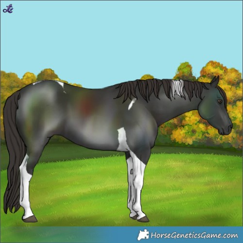 Horse Color:Liver Chestnut Tobiano 