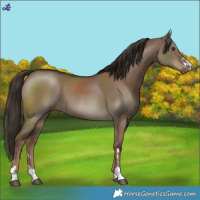 Horse Color:Liver Red Dun 