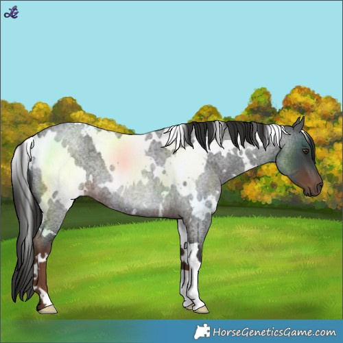 Horse Color:White Spotted Liver Red Roan 