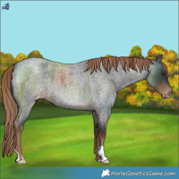 Horse Color:Liver Red Roan Varnish 