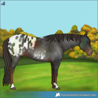 Horse Color:Liver Chestnut Blanket 