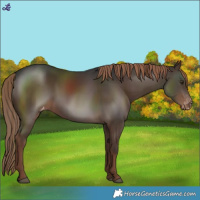 Horse Color:Liver Chestnut Varnish