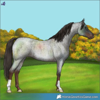 Horse Color:Liver Red Roan