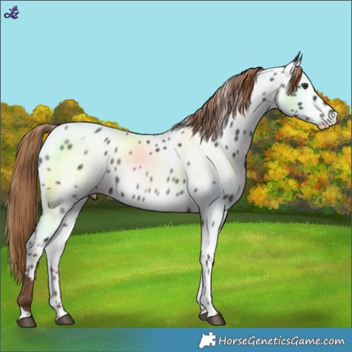 Horse Color:Liver Chestnut Near Leopard 