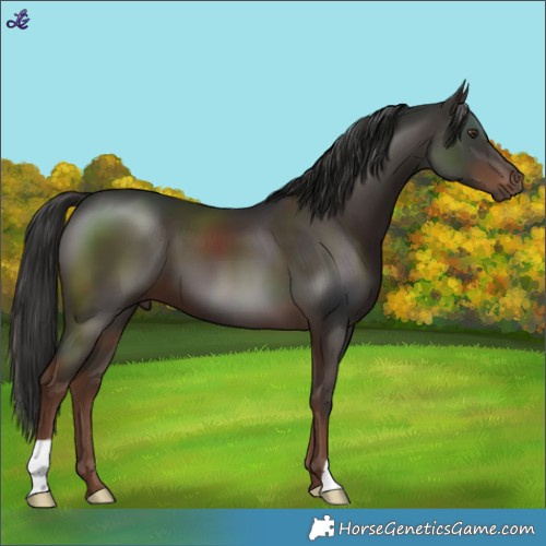 Horse Color:Liver Chestnut 