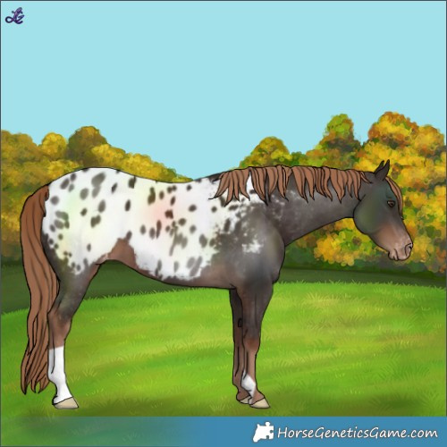 Horse Color:Liver Chestnut Near Leopard 