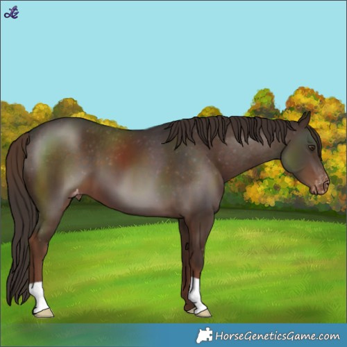 Horse Color:Liver Chestnut Varnish 