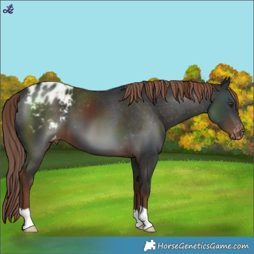 Horse Color:Liver Chestnut Blanket 