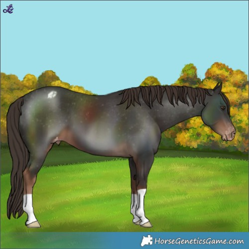 Horse Color:Liver Chestnut Varnish 