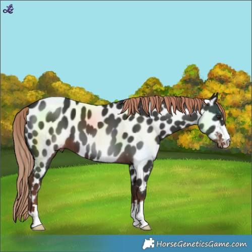 Horse Color:Liver Chestnut Near Leopard 