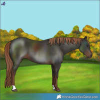 Horse Color:Liver Chestnut
