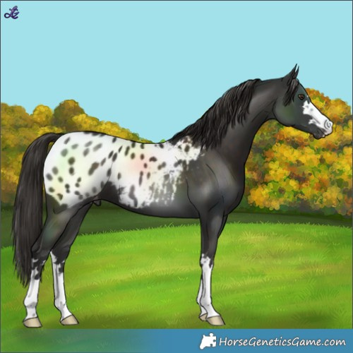 Horse Color:Liver Chestnut Blanket 