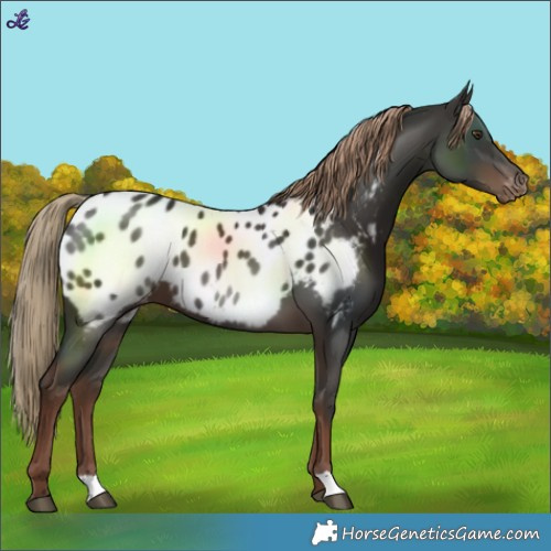 Horse Color:Liver Chestnut Near Leopard 