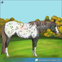 Horse Color:Liver Chestnut Blanket