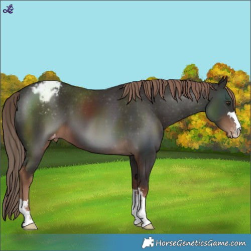 Horse Color:Liver Chestnut Varnish 