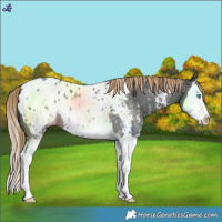Horse Color:Liver Chestnut Sabino Splash Blanket Rabicano