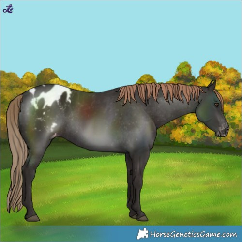 Horse Color:Liver Chestnut Blanket Rabicano 