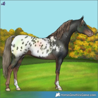 Horse Color:Liver Chestnut Near Leopard 