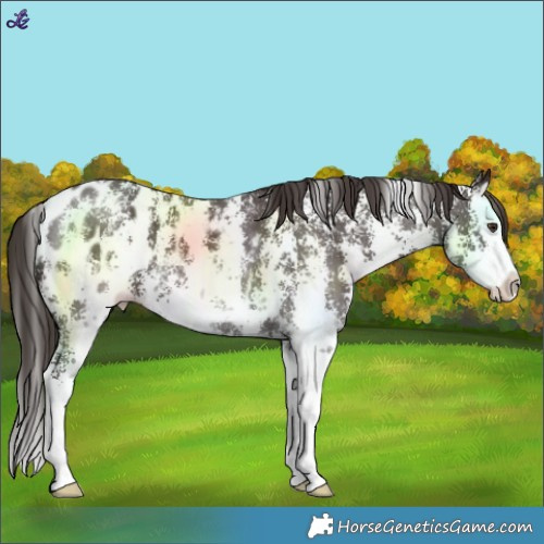 Horse Color:Liver Chestnut Sabino Splash Blanket 