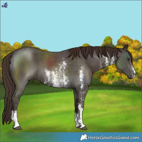 Horse Color:Liver Chestnut Sabino 