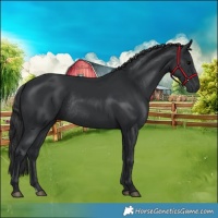 Horse Color:Black Rabicano 