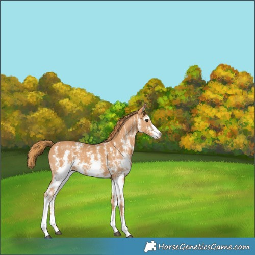 Horse Color:Chestnut Sabino