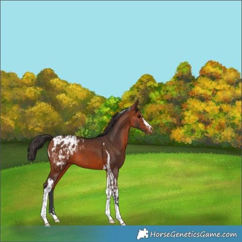 Horse Color:Bay Appaloosa and Bay Tobiano Appaloosa
