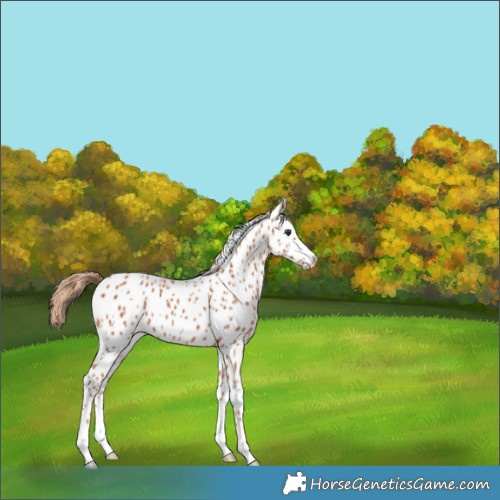 Horse Color:Chestnut Appaloosa 