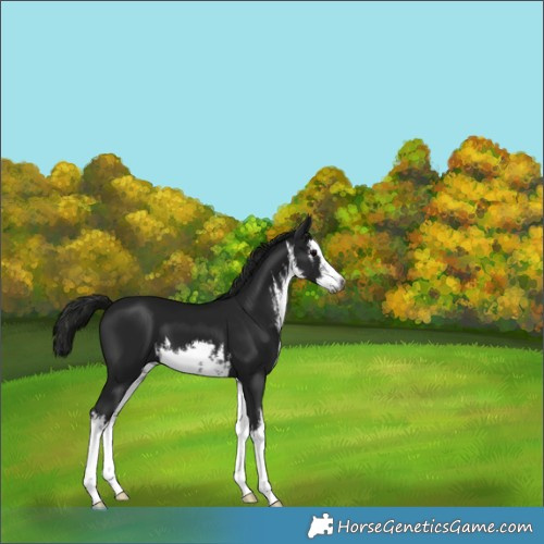 Horse Color:Gray White Spotted Black