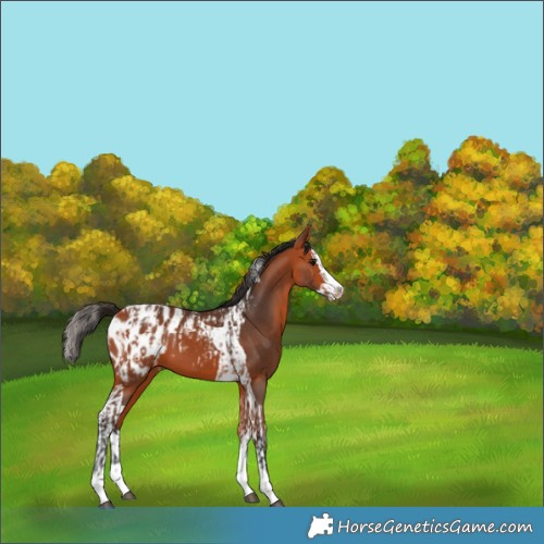 Horse Color:Bay Splash Tobiano Appaloosa  and Bay Splash Tobiano Appaloosa 