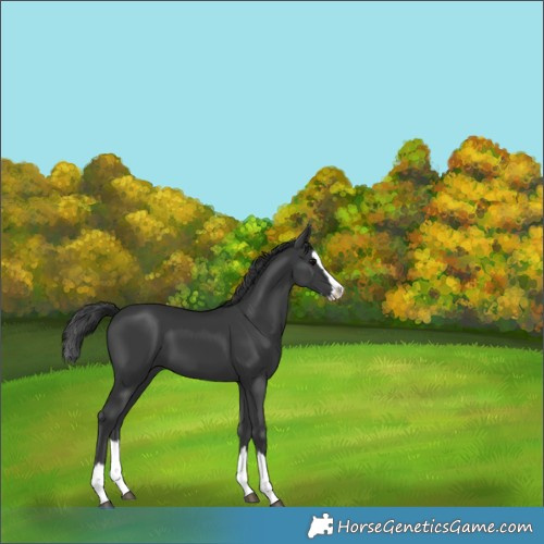 Horse Color:Black Splash