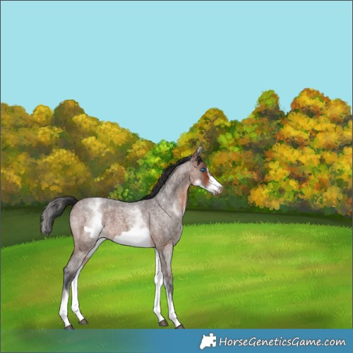 Horse Color:White Spotted Brown Roan Frame 