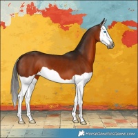 Horse Color:Gray Bay Splash 