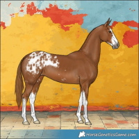 Horse Color:Gray Chestnut Sabino Blanket 