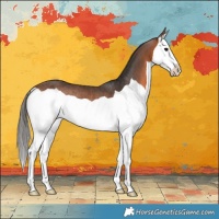 Horse Color:Bay Splash Rabicano 