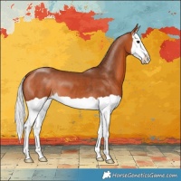 Horse Color:Silver Bay Splash 