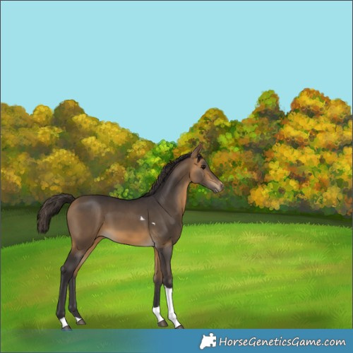 Horse Color:Buckskin Tobiano