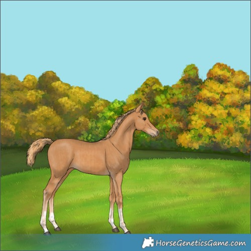 Horse Color:Chestnut  and Chestnut 