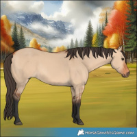 Horse Color:Bay Dun Rabicano