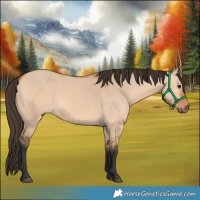 Horse Color:Bay Dun Rabicano 