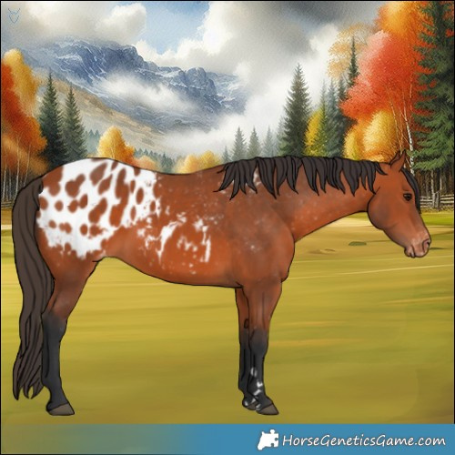 Horse Color:Bay Appaloosa