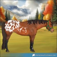 Horse Color:Bay Appaloosa 